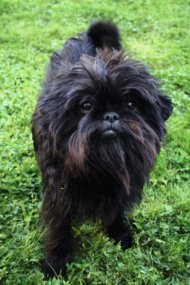 猴头梗(Affenpinscher)