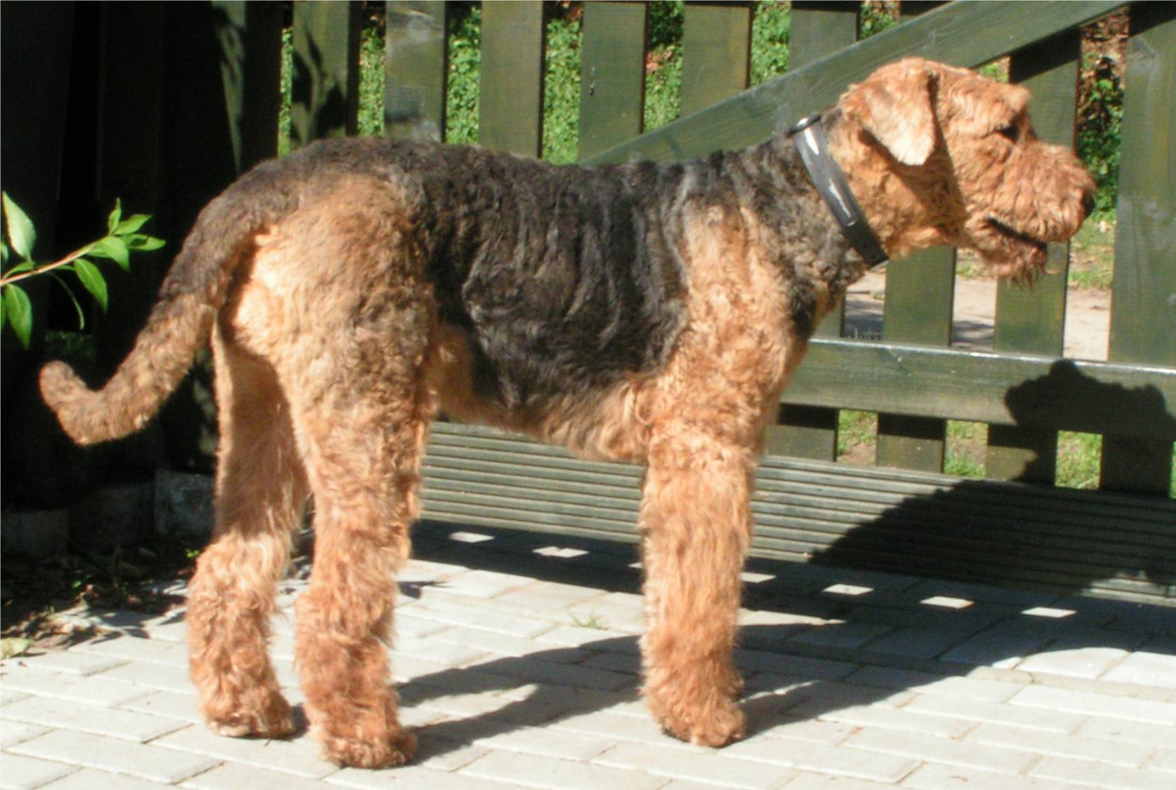万能梗（Airedale Terrier）