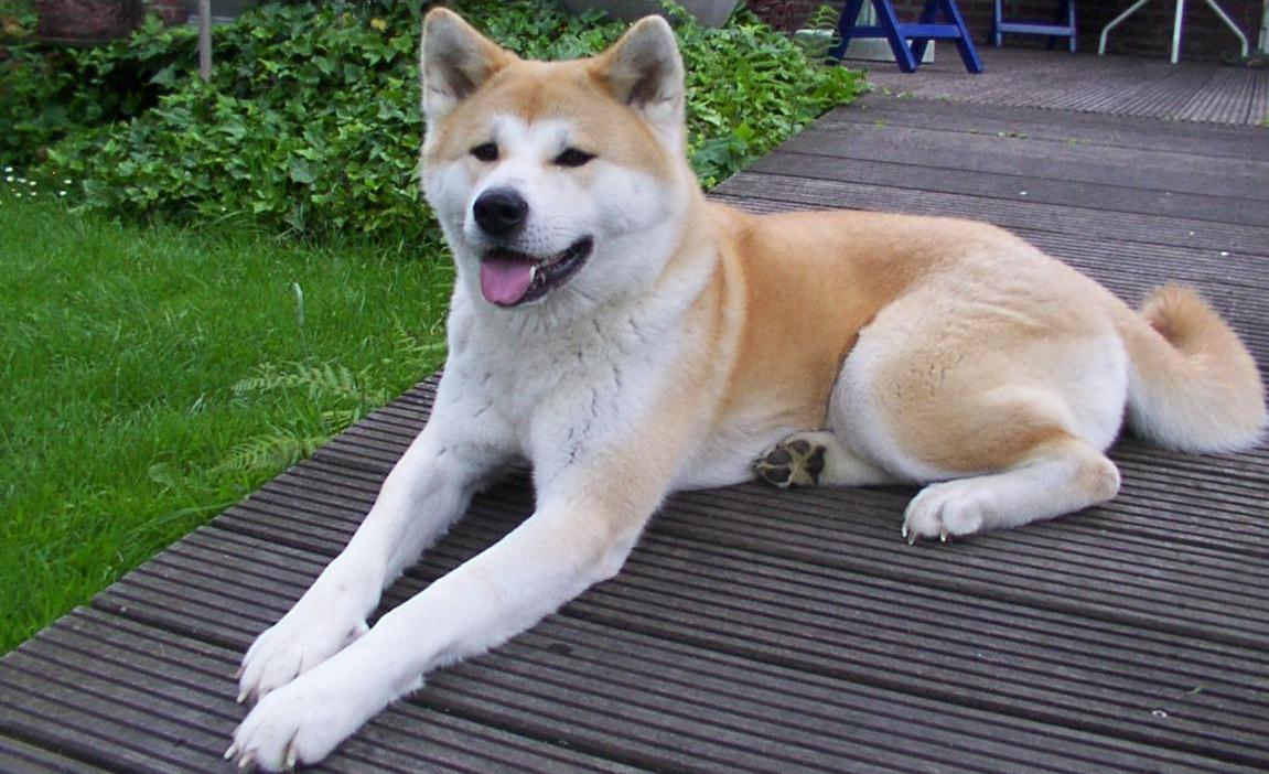 秋田犬（Akita）