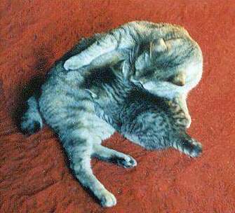 美国短尾猫(American Bobtail)