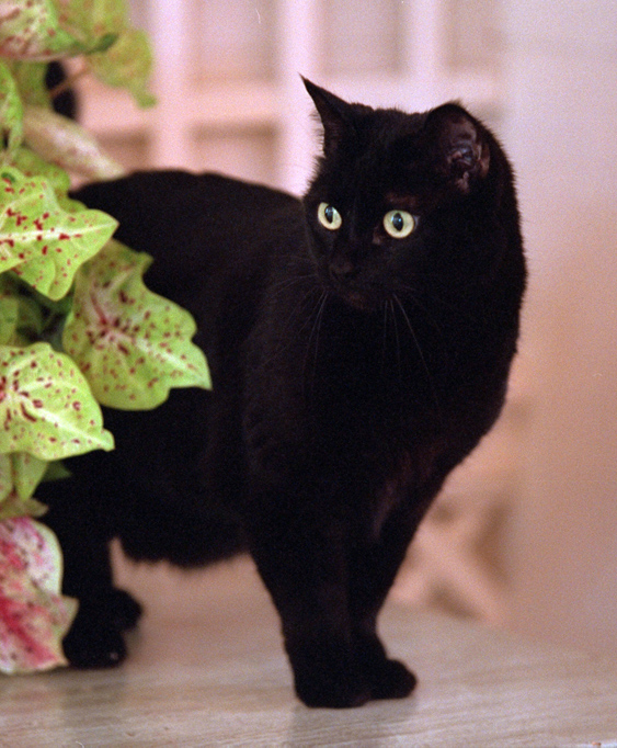 美国短毛猫（American Shorthair）
