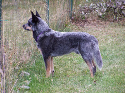 澳大利亚牧牛犬（Australian Cattle Dog）