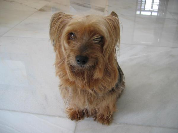 澳大利亚梗(Australian Terrier)