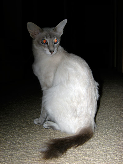 巴厘猫(Balinese)