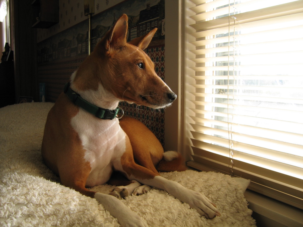 巴仙吉犬(Basenji)