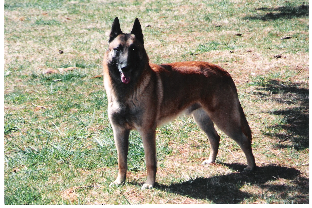 比利时牧羊犬(Belgian Sheepdog)
