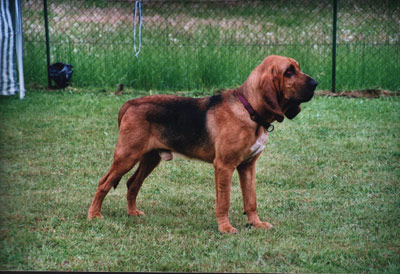 寻血猎犬(Bloodhound)