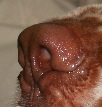 克伦伯猎犬（Clumber Spaniel）